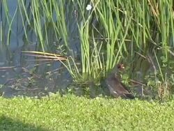 Common Moorhen Squawking Stock Footage