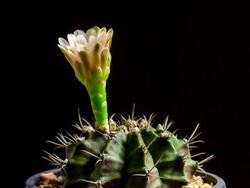 Cactus flower opening Stock Footage