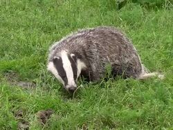CU ZI European Badger, meles meles adult standing at den entrance / Calvados, Normandy, France Stock Footage