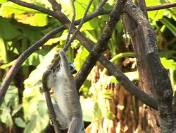 CLEAN: Deforestation threatens Madagascar's lemurs News Clip