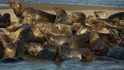 A seal colony languishes on a sandbar. Stock Footage