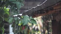 Rain falling from the roof Stock Footage