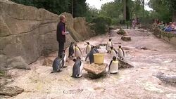 King Penguins in an enclosure at Birdland Park and Gardens News Clip