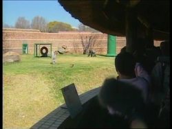 SOUTH AFRICA: MAX THE GORILLA RETURNS TO JOHANNESBURG ZOO Instructional Video