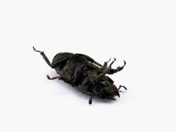 stag beetle Stock Footage