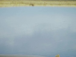 Containment pond of Manure and waste run off from high density feed lot Stock Footage