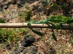 Jackson's Chameleon in Hawaii HD Stock Footage