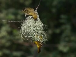 MS Spekes Weaver male working on nest with female in bogoria park / National Park, Africa, Kenya Stock Footage