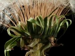 Dandelion seeds opening Stock Footage