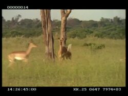 MS panning shot of Impala (Aepyceros melampus) leaping/running through grassland, others following Stock Footage