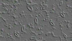 Microscopic Cells Embossed Stock Footage