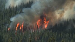 Bioaccumulation Instructional Video