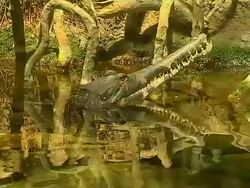 Closeup Shot Crocodile in Water Hong Kong Kwangtung China Stock Footage