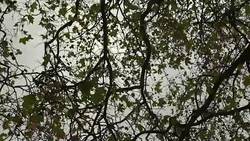 Victoria Tower Park News Clip