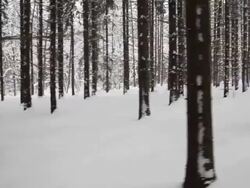 Winter Forest Stock Footage