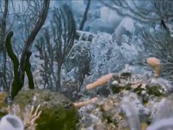 "Beautiful tracking shot of coral with blue fish, Gulf of Mexico" Stock Footage