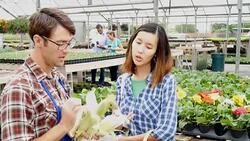 Plant nursery employee explains corn varieties to customer Stock Footage