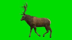 Stag Walk Green Screen (Loopable) Stock Footage