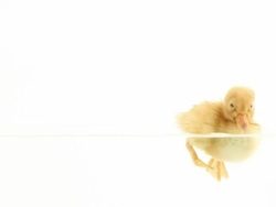 Duckling floating on water Stock Footage