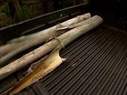 Palm tree logs being loaded onto truck. Stock Footage