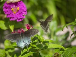 CU SLO MO Shot of Two gray swallowtail butterflies, one feeding on red flower other flying past / Santa Barbara, California, United States Stock Footage