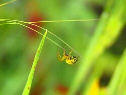 Spider Stock Footage