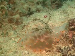 Nudibranch, translucent with orange spots, Halgerda, moving over reef, Borneo, Malaysia, Southeast Asia Stock Footage