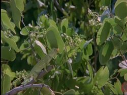 Flapnecked chameleon, Chamealeo dilepis, on branch snatching bee with tongue, side view, Botswana, Africa Stock Footage