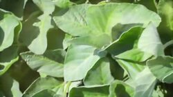 Soybean crops in field Stock Footage