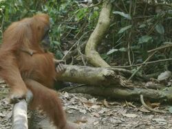 MS Young orang mother sitting and watching / Bukit Lawang, North Sumatra, Indonesia Stock Footage