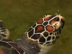 Underwater view of a swimming hawksbill sea turtle Stock Footage