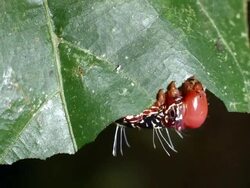 Large caterpillar feeding on a leaf in the rainforest understory, Ecuador. Stock Footage