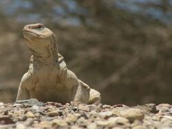 MS View of mastigure / Eilat, southern Negev, Israel Stock Footage