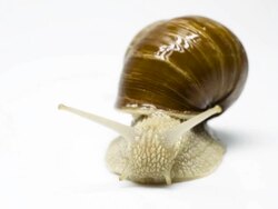 Roman snail Stock Footage
