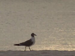  MS Seagull at beach / Brightown, Barbados Stock Footage