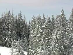  WS AERIAL View of Willamette National Forest in snow / Oregon, United States Stock Footage