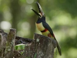 Costa Rica, View of toucan eating Stock Footage