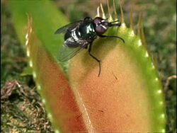 Fly feeding on open Venus Fly Trap, UK Stock Footage