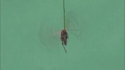 A locust attached to a rod beats its wings rapidly. Stock Footage