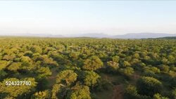 Baobab Tree, Limpopo Province, South Africa Stock Footage