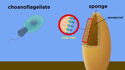 The Origin of Multicellular Life: Cell Specialization and Animal Development Instructional Video