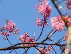 Chestnut Flanked White eye Bird Stock Footage