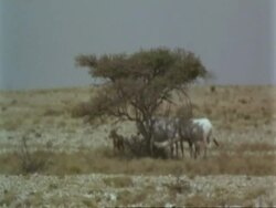 WA Jiddat mirage, Arabian Oryx, Oryx leucoryx, standing in shade of tree in desert in midday heat, Jiddat al Harasis desert, Oman Stock Footage