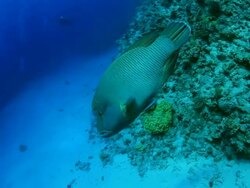 Coral And Fish Stock Footage