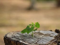 Sprout on a stump new life Stock Footage