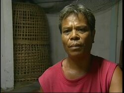 Healthy fighting cocks receive passports to travel News Clip