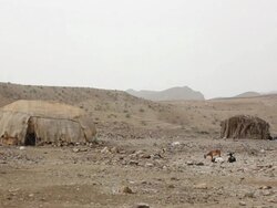 Desert landscape with wooden huts and goats Stock Footage