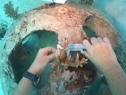 Measuring coral growth on Artificial Cement Reef Balls, Maldives Stock Footage