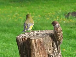 Green Finch and Sparrow Stock Footage