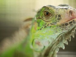 Green Lizard Green Lizard finding food Stock Footage